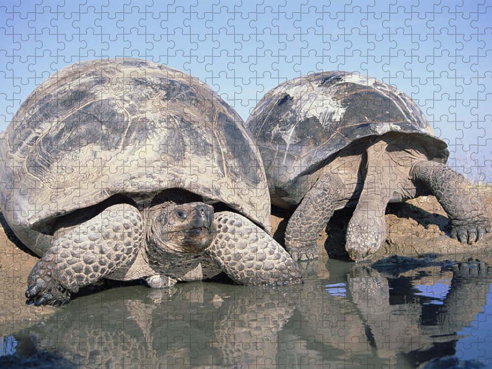 Feb0514 Jigsaw Puzzle featuring the photograph Volcan Alcedo Giant Tortoises Pair by Tui De Roy