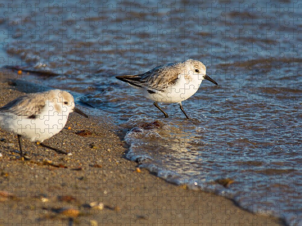 Sanderlings Jigsaw Puzzle featuring the photograph Wading Sanderlings by Allan Morrison