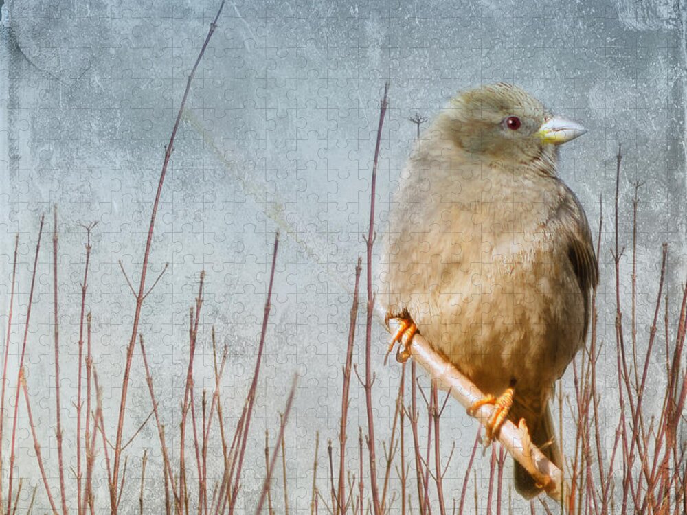 Sparrow Jigsaw Puzzle featuring the photograph Waiting for Spring by Elaine Manley