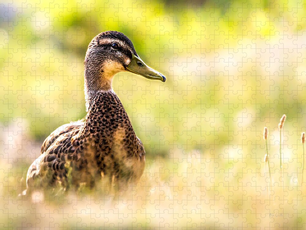 Duck Jigsaw Puzzle featuring the photograph Warm Summer Morning And A Duck by Bob Orsillo