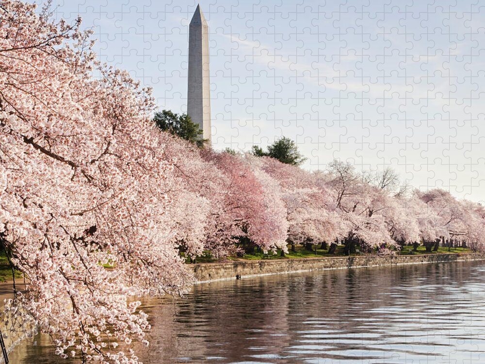 Tidal Basin Jigsaw Puzzle featuring the photograph Washington Dc Cherry Blossoms And by Ogphoto