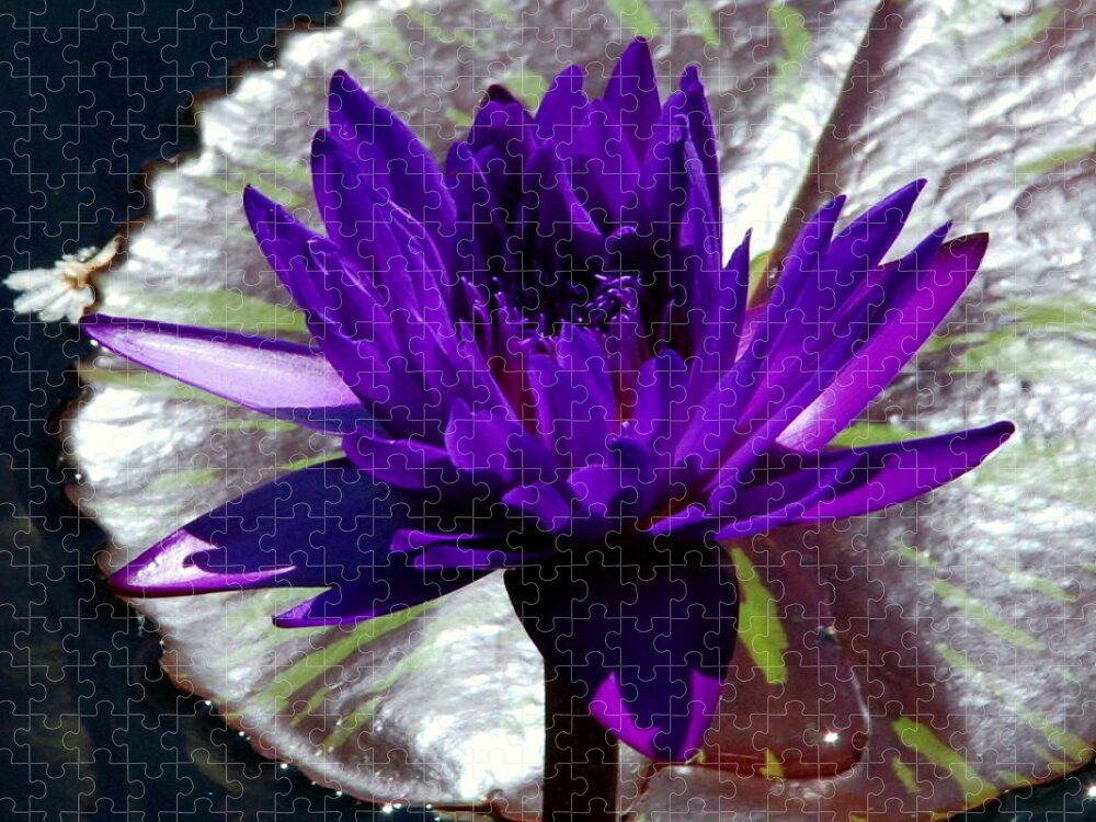 Water Jigsaw Puzzle featuring the photograph Water Lily 008 by Larry Ward