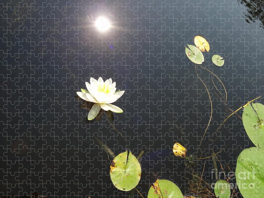Water Lily Jigsaw Puzzle featuring the photograph Water Lily by Laurel Best