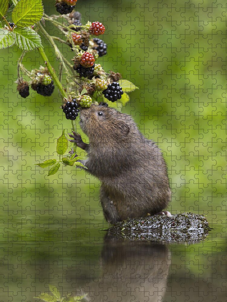 Nis Jigsaw Puzzle featuring the photograph Water Vole Eating Blackberries Kent Uk by Penny Dixie