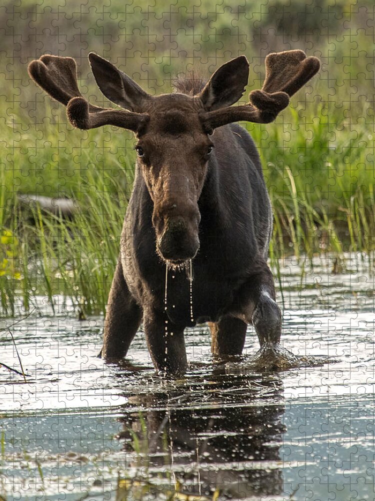 Bull Moose Jigsaw Puzzle featuring the photograph Water World by Sandy Sisti