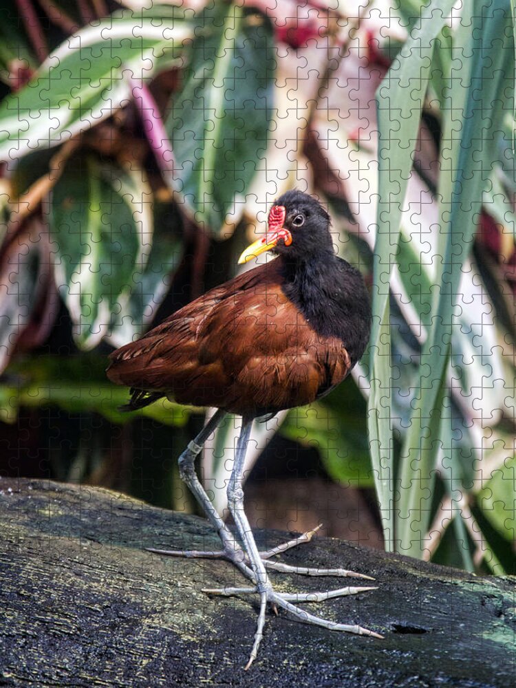 Granger Photography Jigsaw Puzzle featuring the photograph Wattled Jacana by Brad Granger