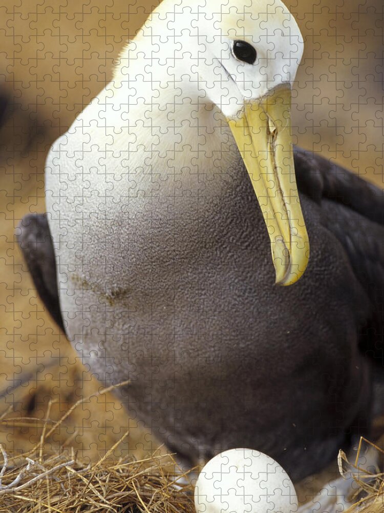 Feb0514 Jigsaw Puzzle featuring the photograph Waved Albatross Incubating Egg by Tui De Roy
