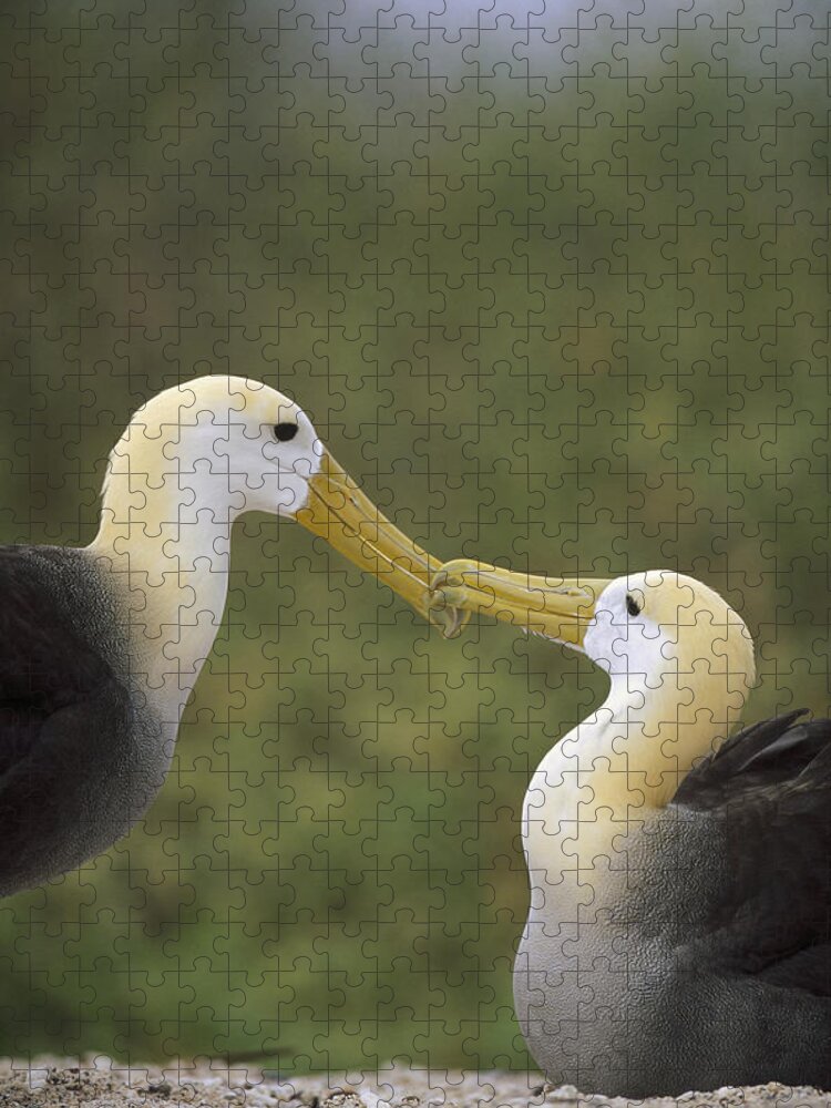 Waved Albatross Pair Bonding Galapagos Jigsaw Puzzle by Tui De Roy - Animals  and Earth - Website