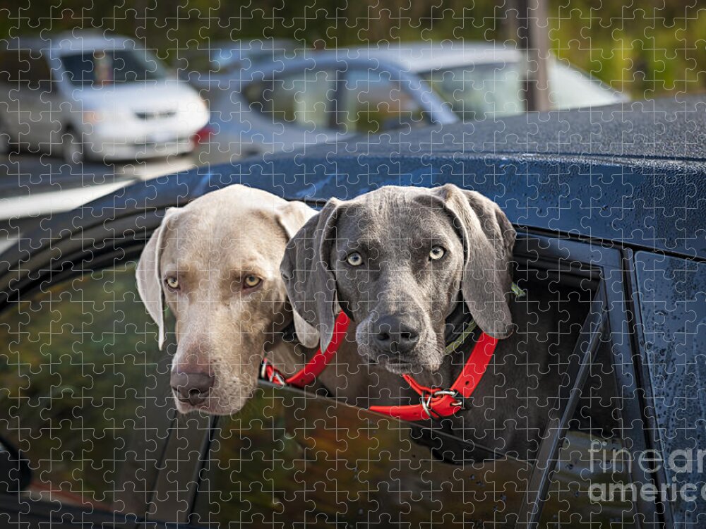 Dogs Jigsaw Puzzle featuring the photograph Weimaraner dogs in car by Elena Elisseeva