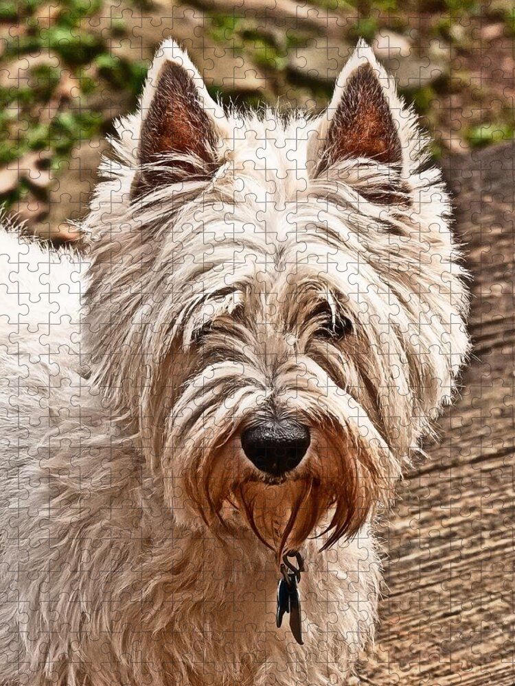 West Highland White Terrier Jigsaw Puzzle featuring the photograph West Highland White Terrier by Robert L Jackson