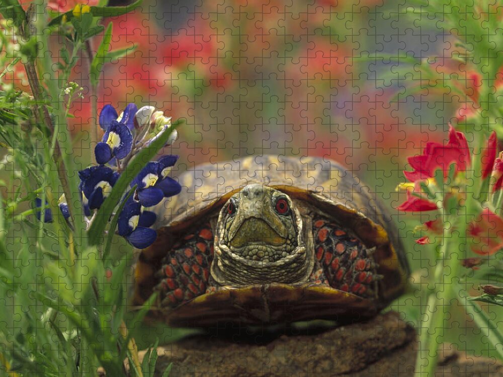 Feb0514 Jigsaw Puzzle featuring the photograph Western Box Turtle Among Lupine by Tim Fitzharris