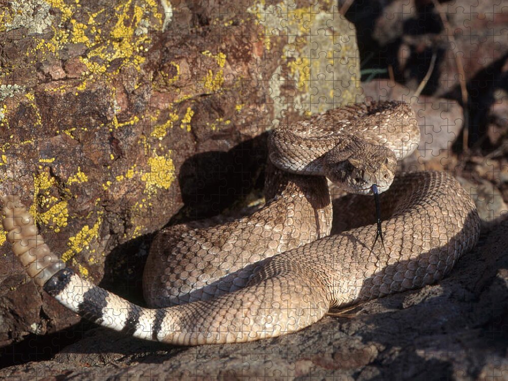 Animal Jigsaw Puzzle featuring the photograph Western Diamondback Rattlesnake by Craig K. Lorenz