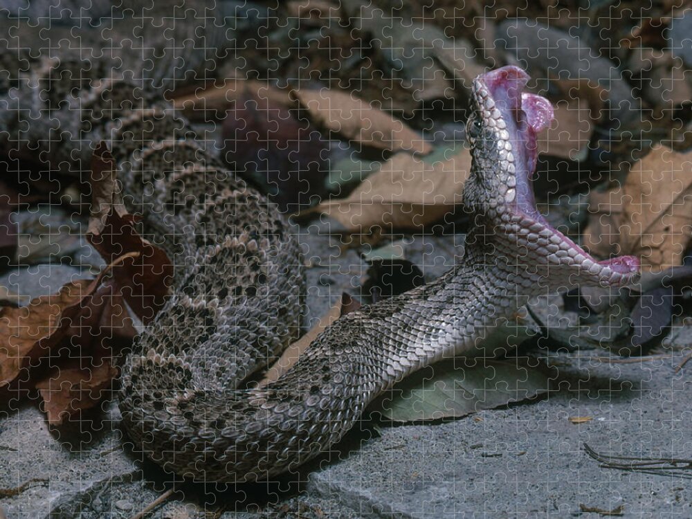 Animal Jigsaw Puzzle featuring the photograph Western Diamondback Rattlesnake by John Mitchell