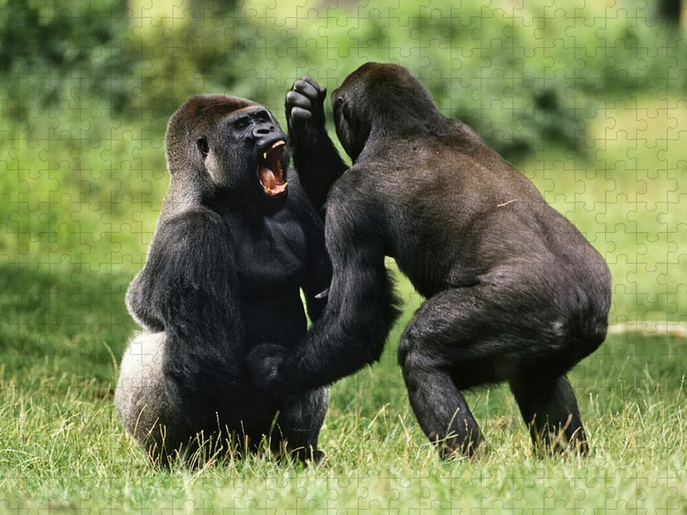 Feb0514 Jigsaw Puzzle featuring the photograph Western Lowland Gorilla Males Fighting by Konrad Wothe