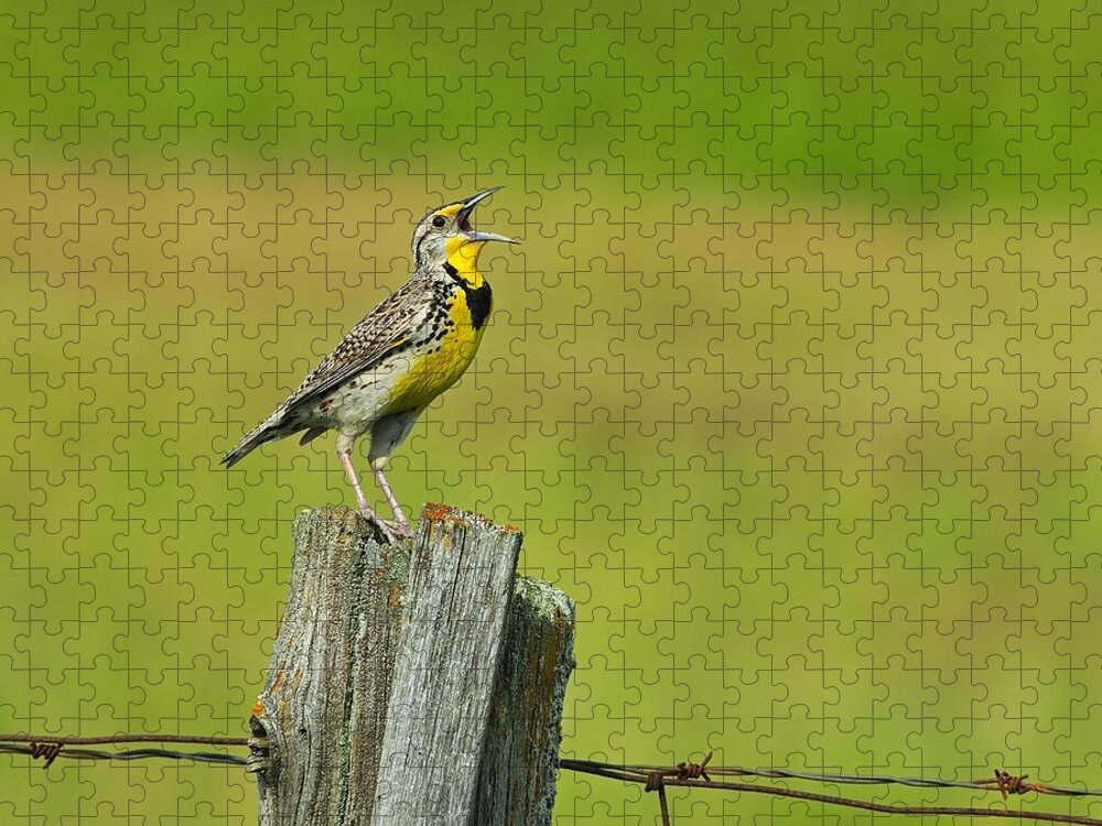 Western Meadowlark Jigsaw Puzzle featuring the photograph Western Meadowlark by Tony Beck