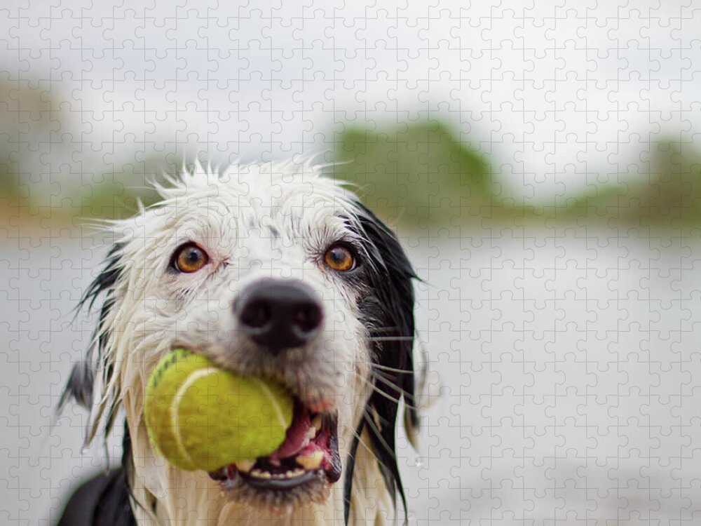 Pets Jigsaw Puzzle featuring the photograph Wet Border Collie With Tennis Ball by Anda Stavri Photography