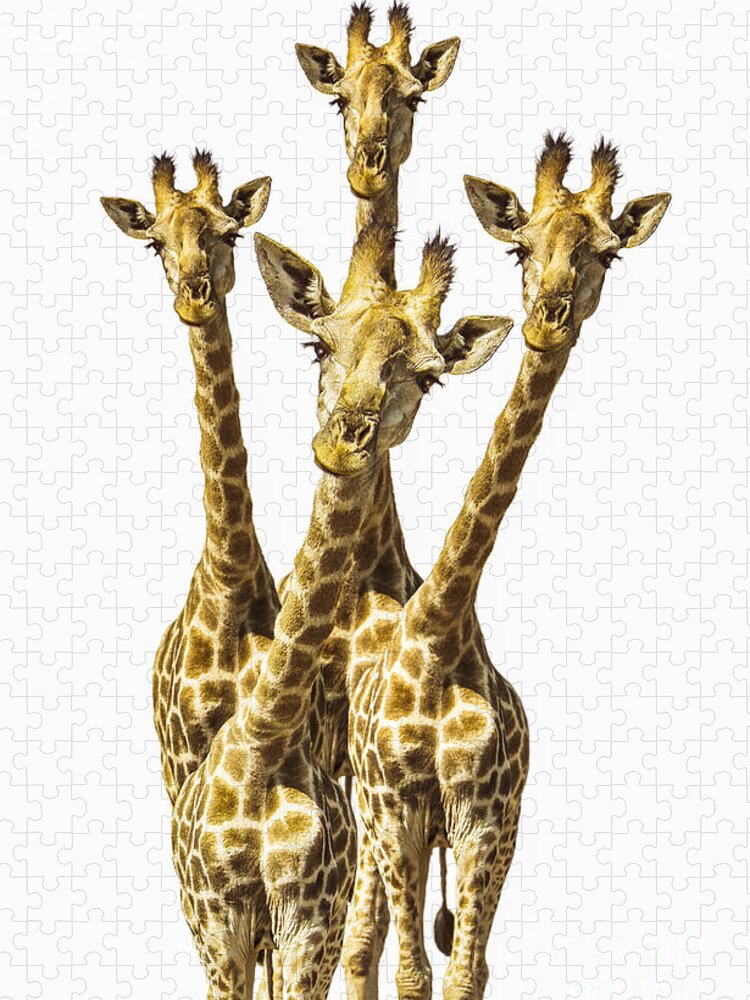 Giraffe Jigsaw Puzzle featuring the photograph What are YOU looking at? by Diane Diederich