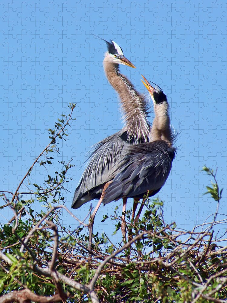 Heron Jigsaw Puzzle featuring the photograph What's for Lunch Mom by Nikolyn McDonald
