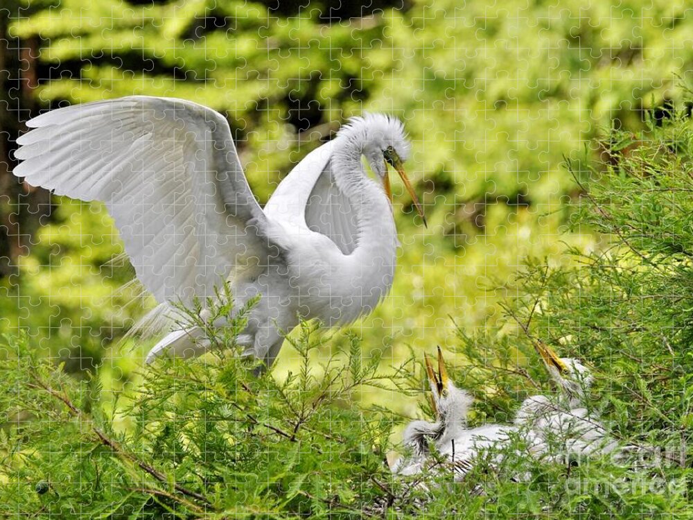 Egret Jigsaw Puzzle featuring the photograph Where's Our Lunch Ma by Kathy Baccari
