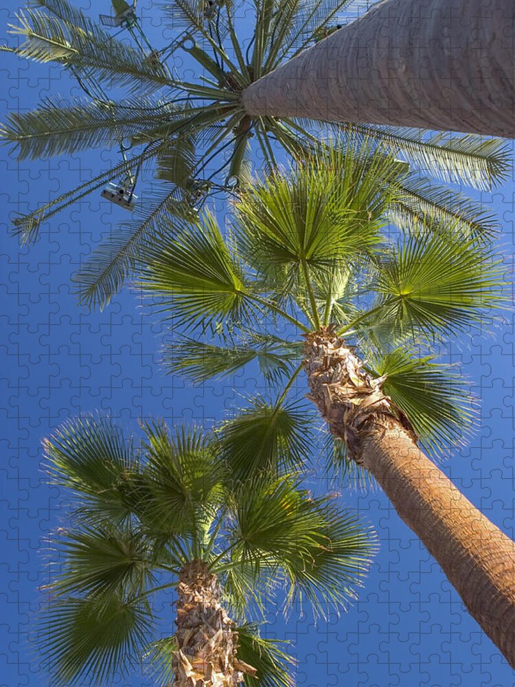 Palm Trees Jigsaw Puzzle featuring the photograph Which one doesnt belong 1 by Scott Campbell