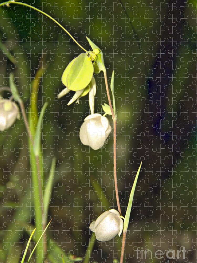 Wildflowers; Globes; Nature; Green; White Jigsaw Puzzle featuring the photograph Whispers by Kathy McClure