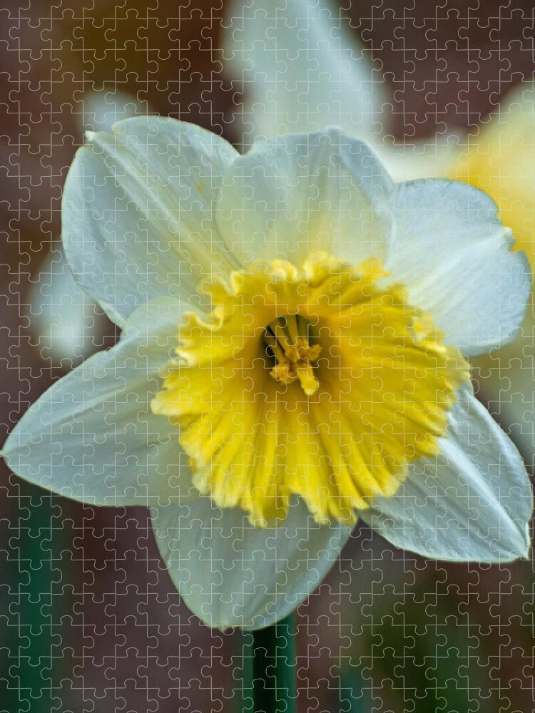 Passover Flower Jigsaw Puzzle featuring the photograph White and Yellow Daffodil by Tikvah's Hope