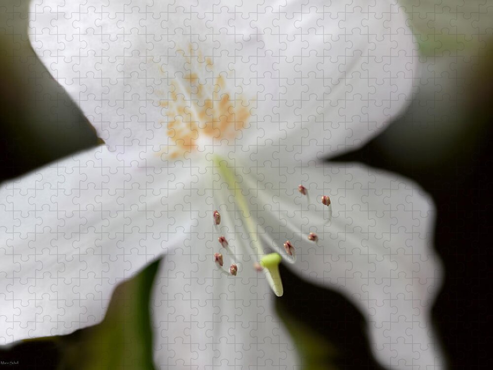 Azalea Jigsaw Puzzle featuring the photograph White Azalea Flower Whispers by Jennie Marie Schell