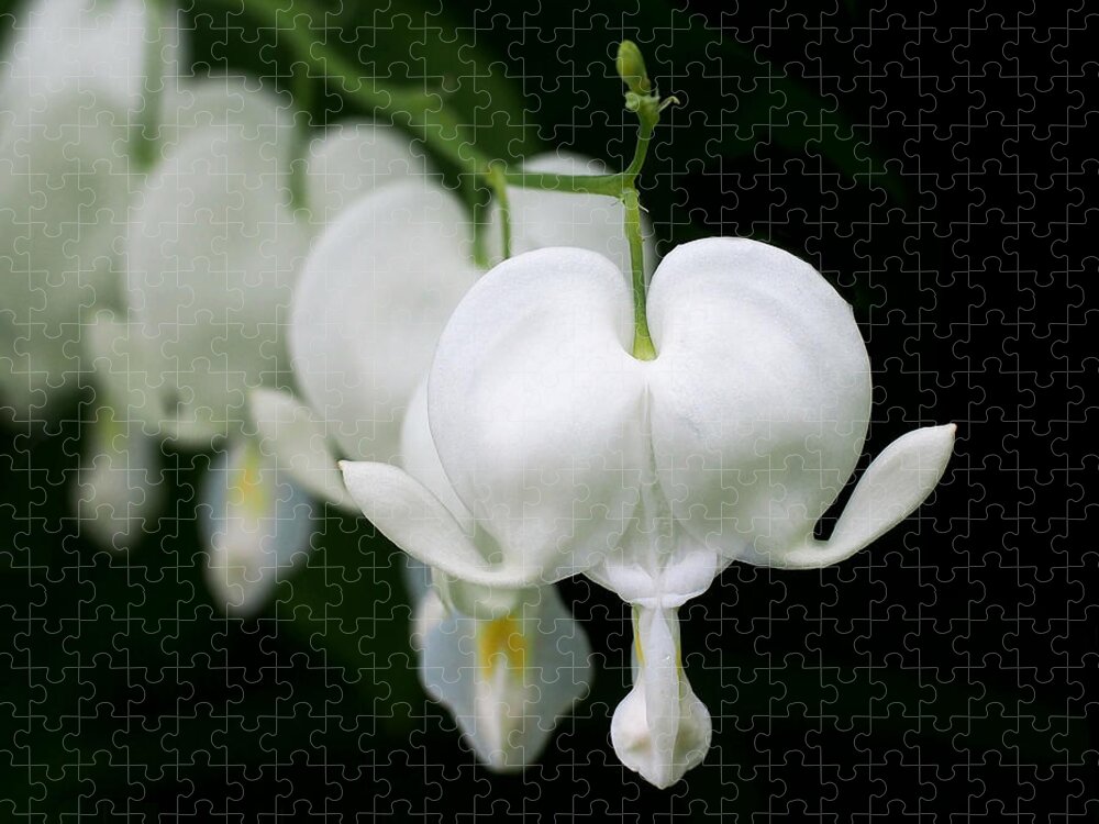 Bleeding Heart Jigsaw Puzzle featuring the photograph White Bleeding Hearts by Rona Black