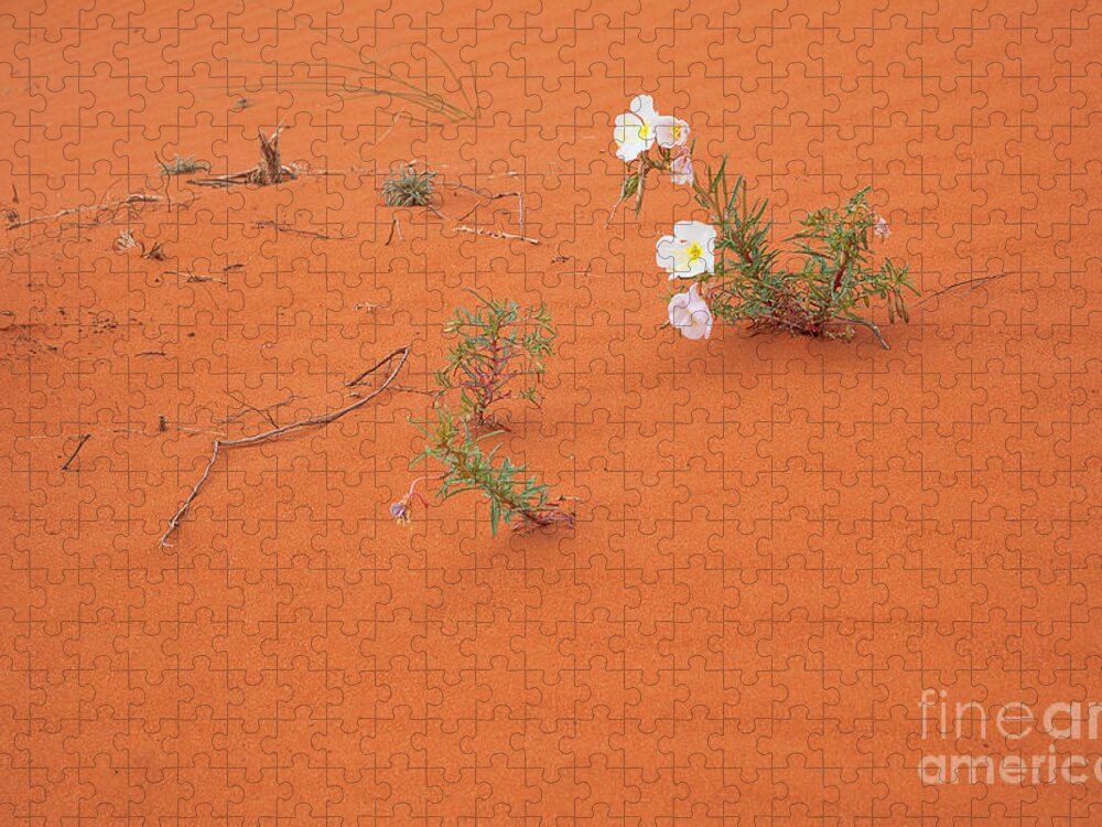 Utah Jigsaw Puzzle featuring the photograph White Primrose by Jim Garrison