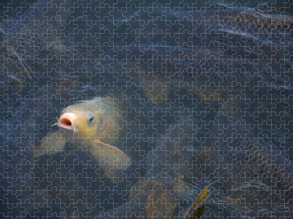 Fish Jigsaw Puzzle featuring the photograph White carp in the lake by Flees Photos