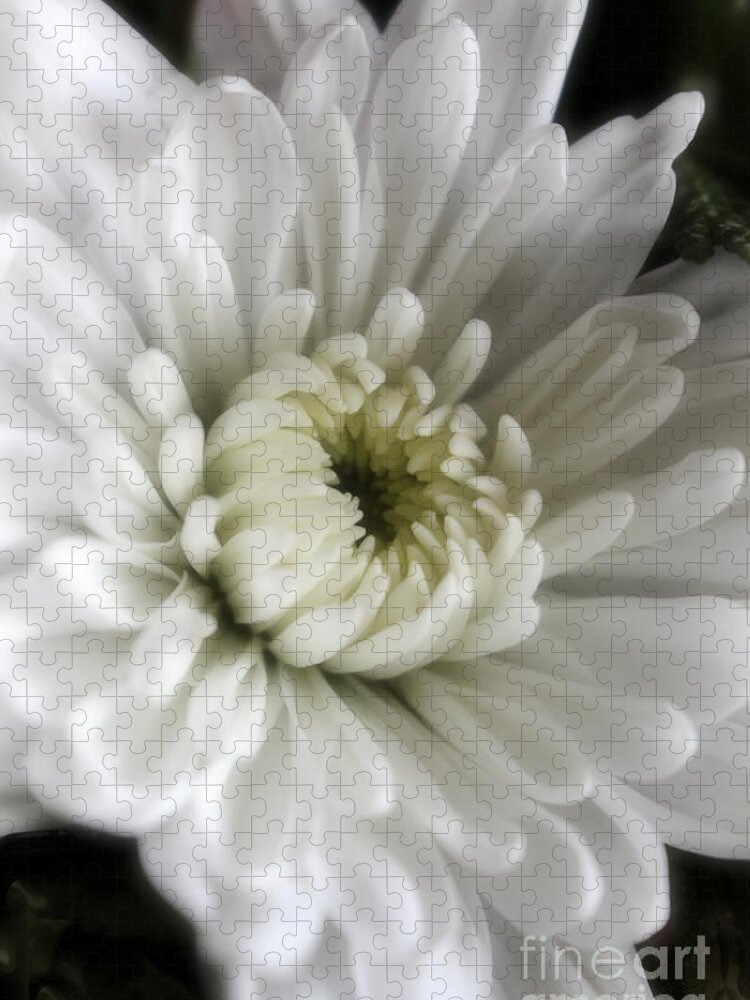 White Flowers Jigsaw Puzzle featuring the photograph White Chrysanthemum Dreamy BW Floral Inspiration by Ella Kaye Dickey