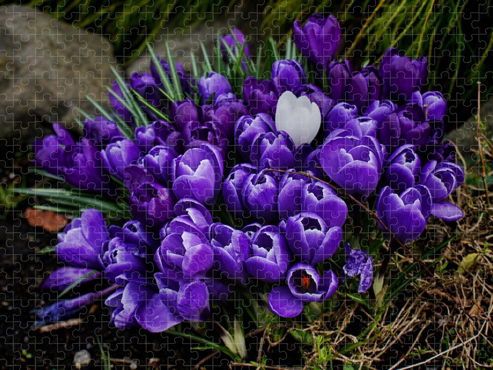 Wall Art Jigsaw Puzzle featuring the photograph White Crocus on a field of purple by Ron Roberts