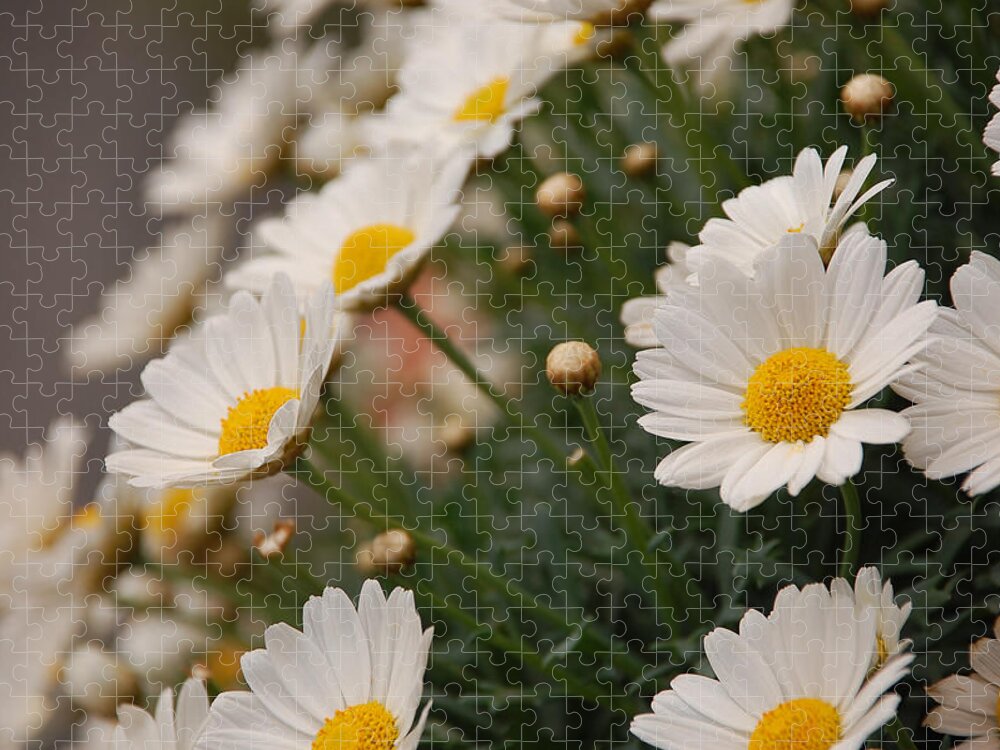 Daisy Jigsaw Puzzle featuring the photograph White daisies by Dany Lison