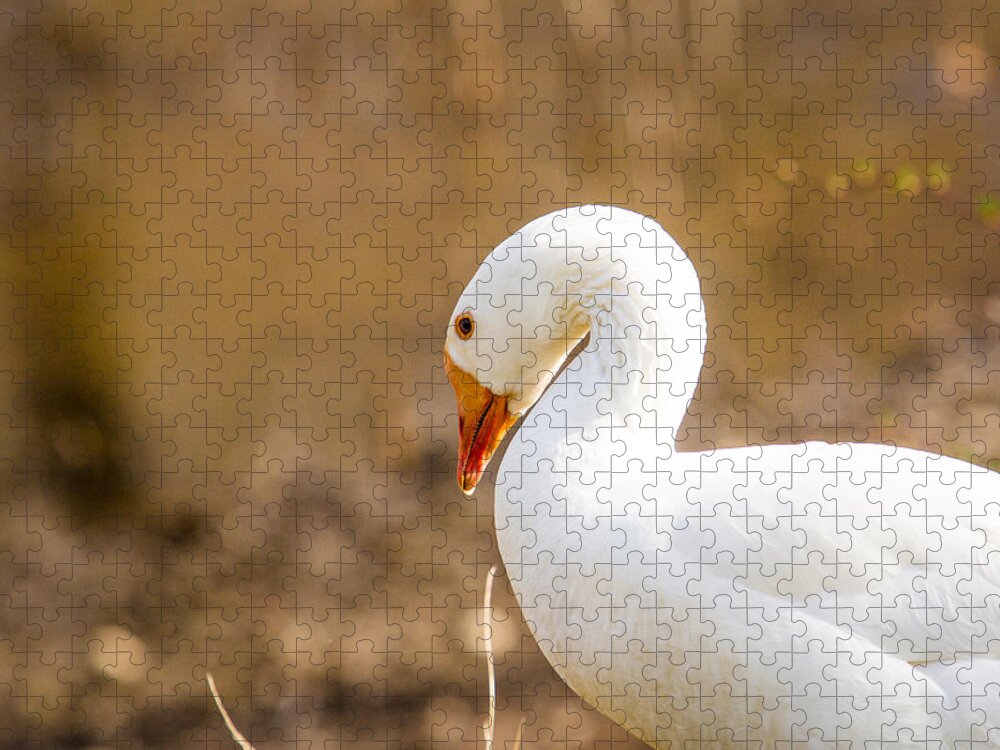 Birds Jigsaw Puzzle featuring the photograph White Duck by Eleanor Abramson