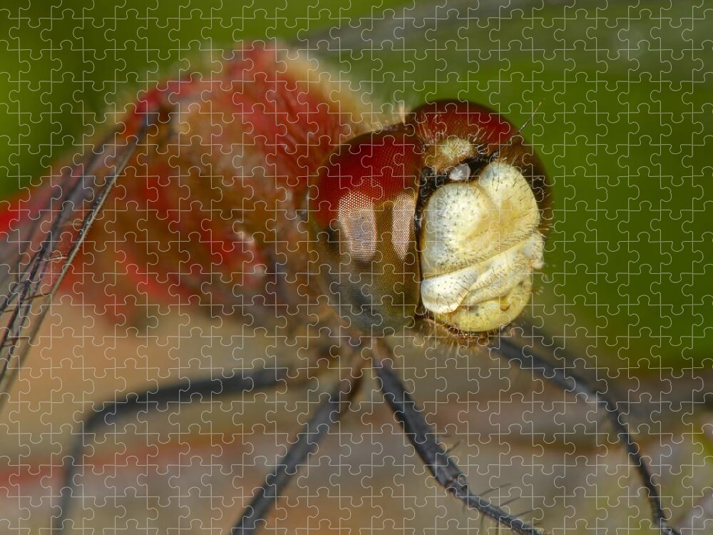 White-faced Meadowhawk Jigsaw Puzzle featuring the photograph White-faced Meadowhawk by Tony Beck
