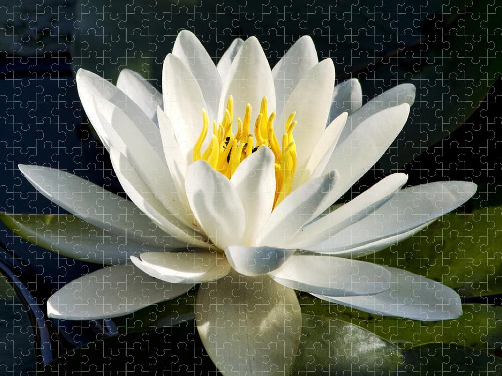 Water Lily Jigsaw Puzzle featuring the photograph White Water Lily by Christina Rollo