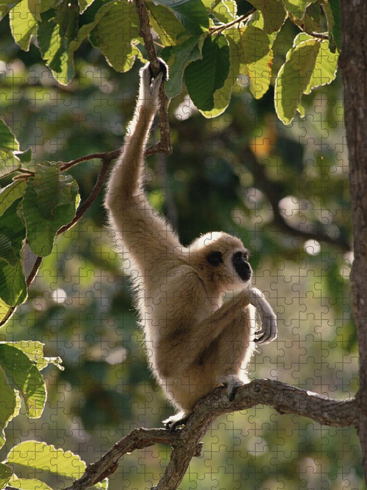 Feb0514 Jigsaw Puzzle featuring the photograph White-handed Gibbon In Tree Thailand by Gerry Ellis