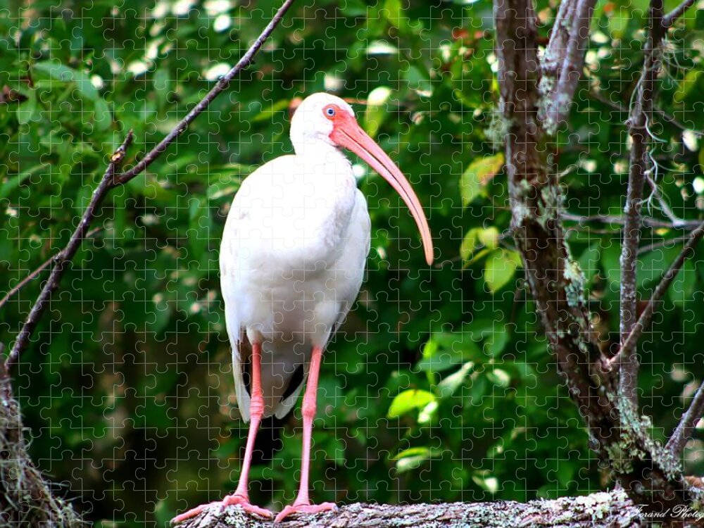 Florida Birds Jigsaw Puzzle featuring the photograph White Ibis by Debra Forand