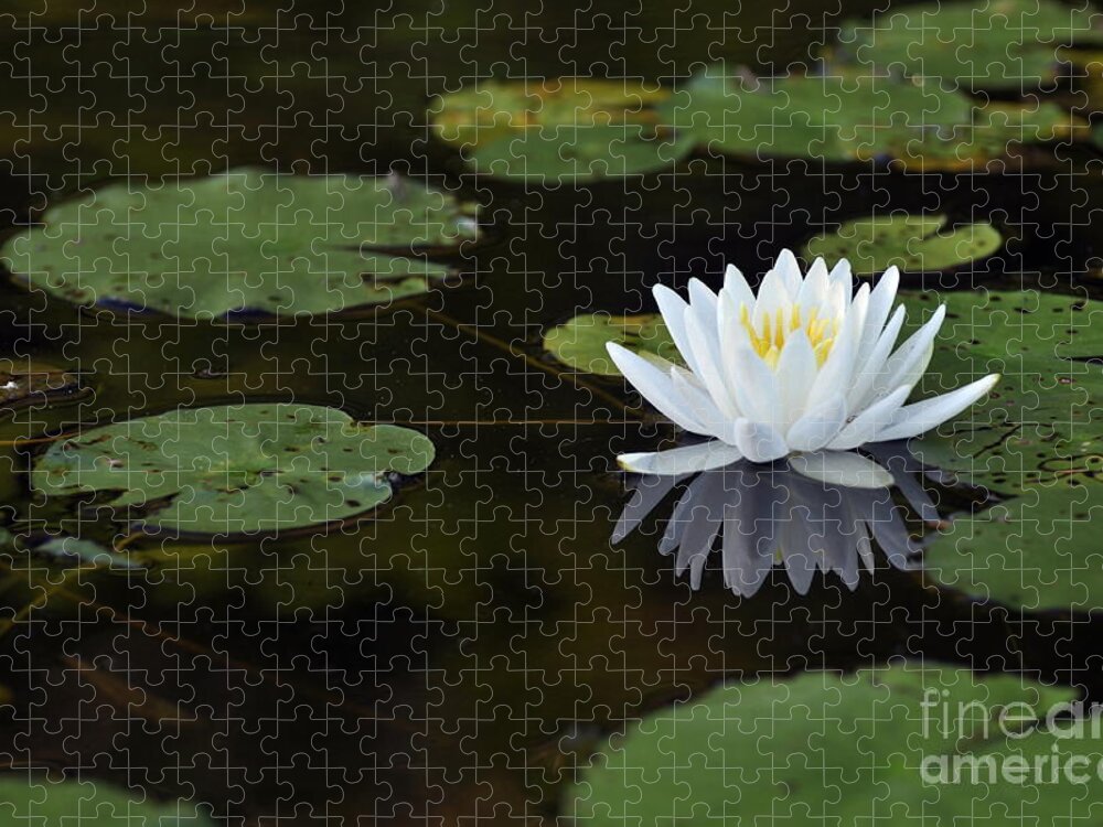Lily Flower Jigsaw Puzzle featuring the photograph White lotus lily flower and lily pad by Glenn Gordon
