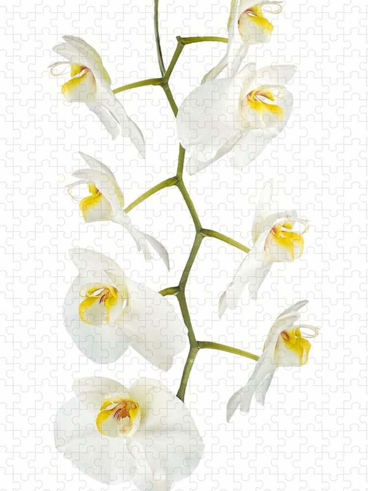 Orchid Jigsaw Puzzle featuring the photograph White Orchid-4783 by Rudy Umans