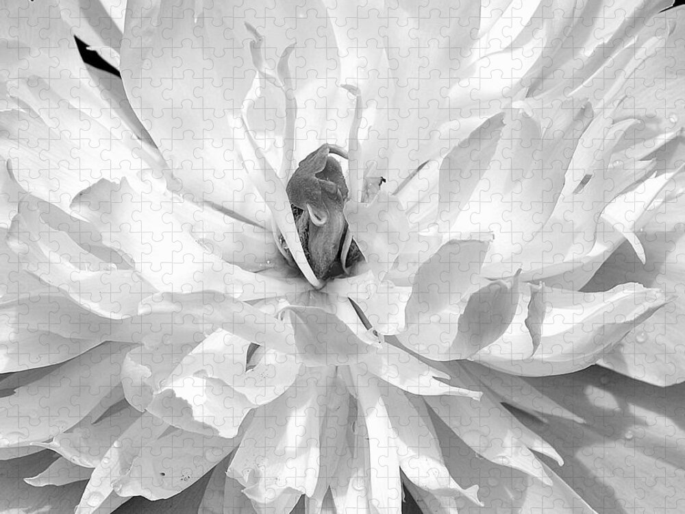 Art Jigsaw Puzzle featuring the photograph White Peony I Black and White by Joan Han