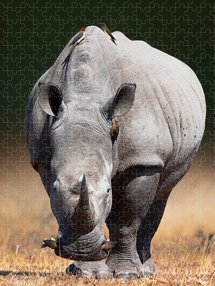 Rhinoceros Jigsaw Puzzle featuring the photograph White Rhinoceros front view by Johan Swanepoel