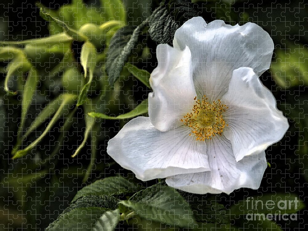 Rose Jigsaw Puzzle featuring the photograph White Rose by Belinda Greb