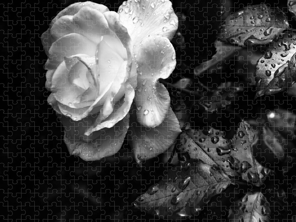 Rose Jigsaw Puzzle featuring the photograph White Rose Full Bloom by Darryl Dalton