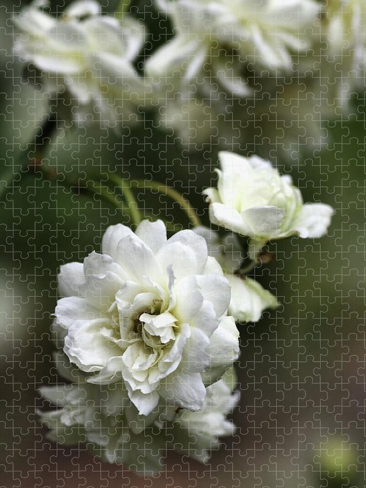 Plant Jigsaw Puzzle featuring the photograph White Roses by Joy Watson