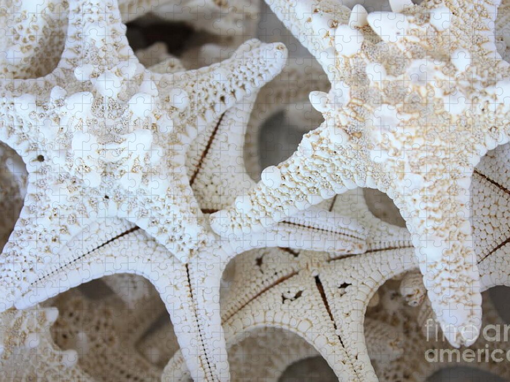 White Jigsaw Puzzle featuring the photograph White Starfish by Carol Groenen