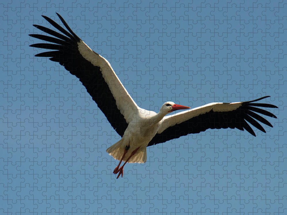 Belgium Jigsaw Puzzle featuring the photograph White Stork Belgium by Duncan Shaw