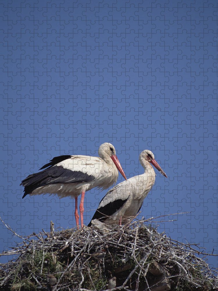 Feb0514 Jigsaw Puzzle featuring the photograph White Stork Couple At Nest Europe by Konrad Wothe