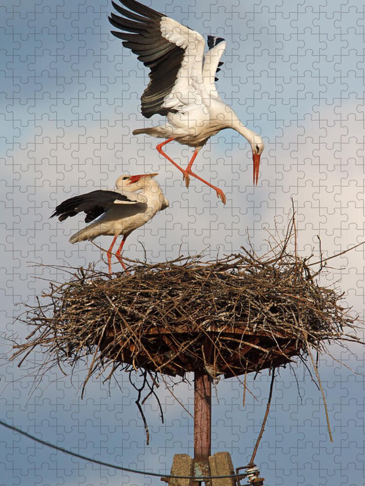 Bia Jigsaw Puzzle featuring the photograph White Stork Pair At Nest Poland by Walter Soestbergen