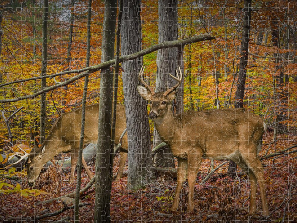 Art Jigsaw Puzzle featuring the photograph White Tail Deer Bucks in an Autumn Woodland Forest by Randall Nyhof